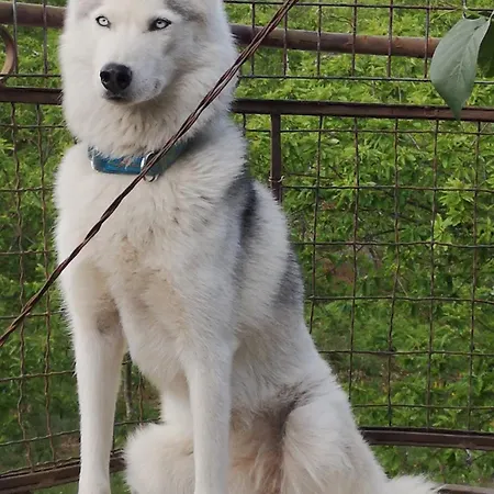 Casinha Siberiana, Casa De Habitación en casa particular Vila da Ponte (Viseu)