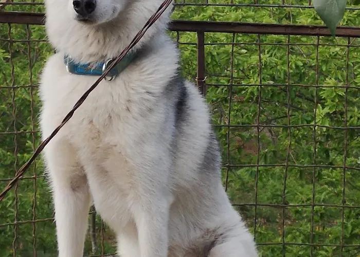 Casinha Siberiana, Casa De Kwatera prywatna Vila da Ponte (Viseu)